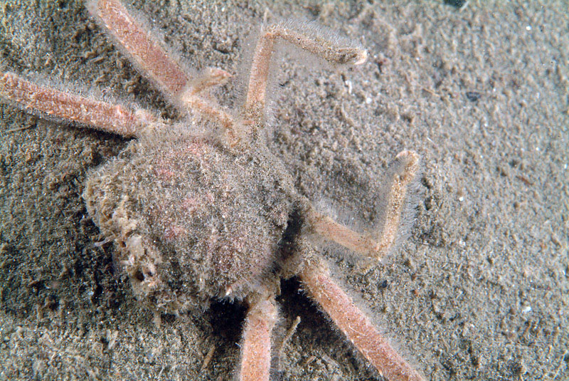 Medorippe lanata